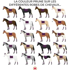 Animo Italia - Tapis de dressage Weniz prune