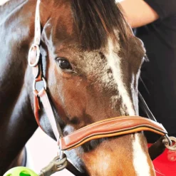 Antarès Sellier - Licol doublé cuir marron