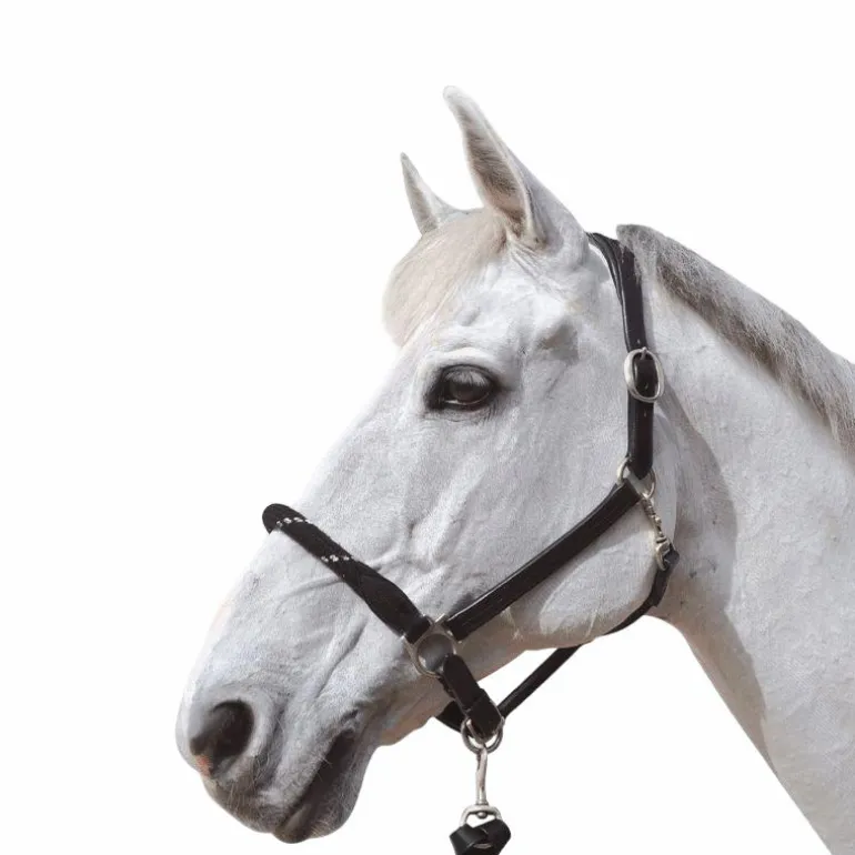 Canter - Licol en corde bouclerie argent noir/ argent