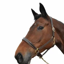 Chetak - Licol cheval Bright cuir doublé marron