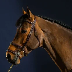 Dyon - Bridon double muserolle D Collection havane