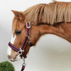 Equithème - Licol + longe Satiné marine/fuchsia