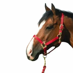 Equithème - Licol en nylon rouge