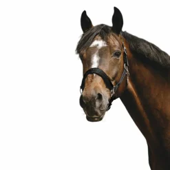 Equithème - Licol Nylon Jacquard noir