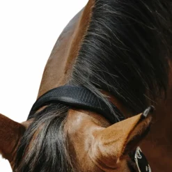 Equithème - Licol Nylon Protector noir