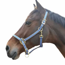 Equithème - Licol Polyfun bleu vif