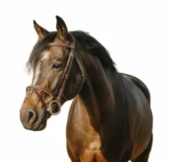 Eric Thomas - Bridon Crown havane