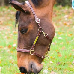 Eric Thomas - Licol cuir Grooming havane