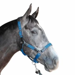 Flags & Cup - Licol cheval nylon et cuir noir / bleu électrique