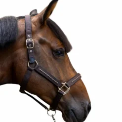 Harcour - Ensemble licol et longe Amour cacao