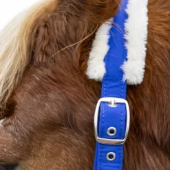 Harcour - Licol et longe Teschic bleu électrique