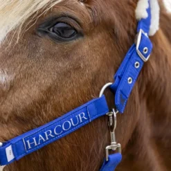 Harcour - Licol et longe Teschic bleu électrique