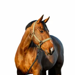 Horseware - Licol et longe Amigo bramble