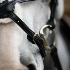 Jump'In - Bridon muserolle croisée Evolution noir