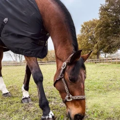 Kentucky Horsewear - Chemise coton noir 0g