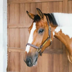 Kentucky Horsewear - Licol en cuir Wellington brun