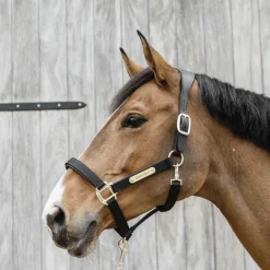 Kentucky Horsewear - Licol anatomique nylon noir