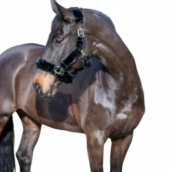 LeMieux - Licol pour chevaux Comfort noir