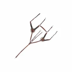 Lexington - Collier De Chasse 5 Points