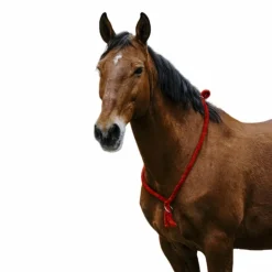 Norton - Cordelette/ Collier éthologique marron