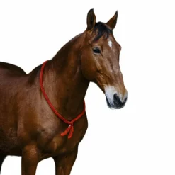 Norton - Cordelette/ Collier éthologique noir