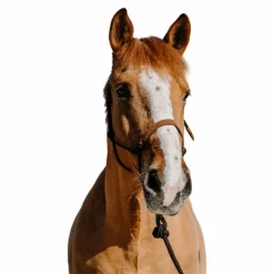 Norton - Ensemble licol éthologique et longe Suède marron/ marron clair