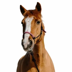 Norton - Ensemble licol éthologique et longe Suède noir/ rose