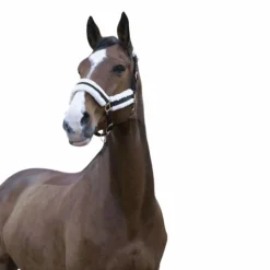 Norton - Licol Confort noir/bouclerie or rose