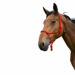 Norton - Licol corde First rouge