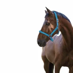 Norton - Licol fluo doublé bleu