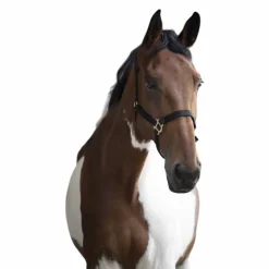 Norton - Licol nylon double épaisseur noir