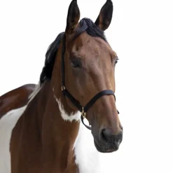 Norton - Licol nylon double épaisseur noir