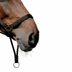 Norton - Licol Nylon Educatif noir