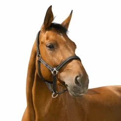 Norton - Licol Reflective noir