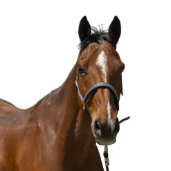 Norton - Licol Zari gris