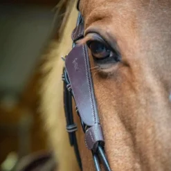 Pénélope - Oeillères Blinkers havane