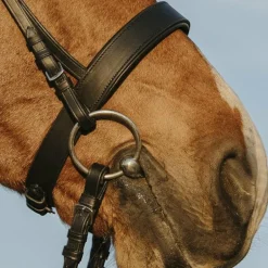 Riding World - Bridon muserolle large noir avec rênes