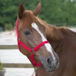 Riding World - Licol et longe Club Rouge