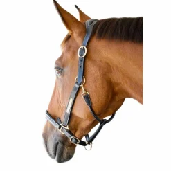 TdeT - Licol cuir et plaque anatomique noir